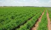 وكالة الفضاء المصرية: الرقعة الزراعية توسّعت 2.6 مليون فدان خلال 10 سنوات فقط