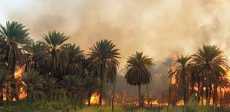 حريق أشجار النخيل
