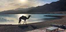 مدينة دهب