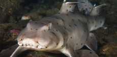 Horn shark