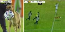 الدوري المكسيكي