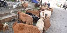 شراء الأضحية  - صورة أرشيفية