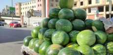 البطيخ