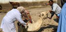 صور الحملات