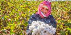 القطن