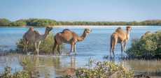 محمية وادي الجمال