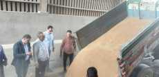 توريد القمح