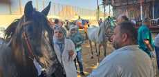 ترقيم خيول الأهرامات