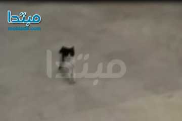 سمك وقطط  في مكتب وزير الزراعة 
