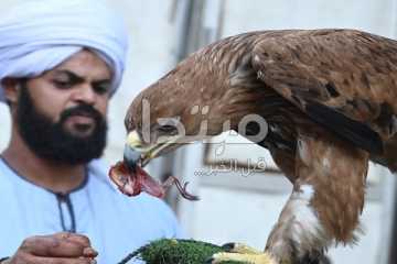 عاشق الصقور ينثر الخير على زوار السيدة زينب