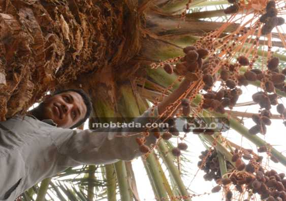 أسعار البلح في سوق العبور اليوم.. الكيلو يبدأ من 14 جنيها ويصل إلى 70 جنيها