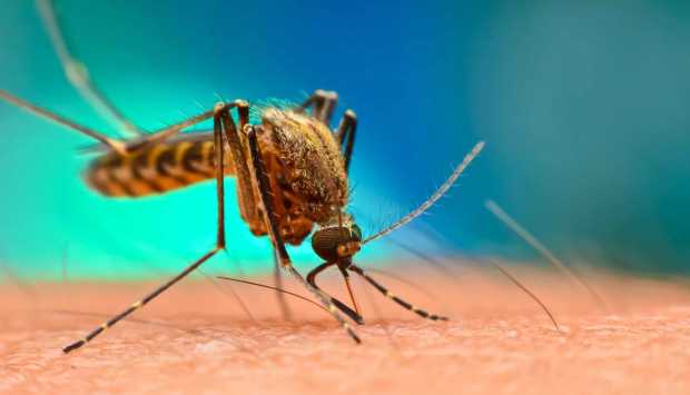 علماء يكشفون سبب انجذاب البعوض لشخص دون غيره 