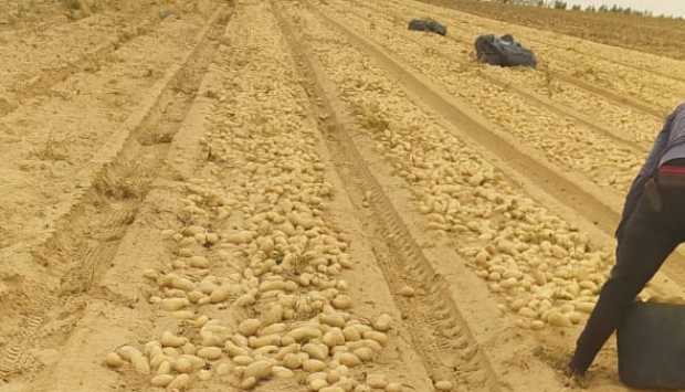 18 طن بطاطس وزيوت مجهولة داخل مصنع بالمنوفية 