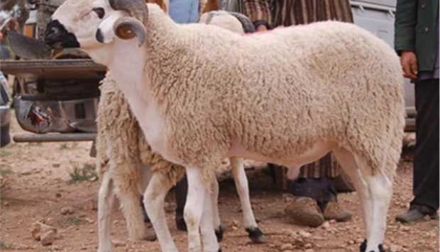 هل تكفي أضحية واحدة لجميع أهل البيت؟ الأزهر يجيب 