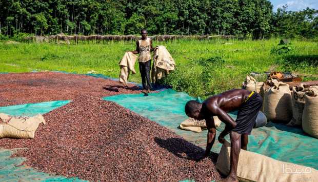 مجلس الكاكاو في كوت ديفوار يخطط لشراء 200 ألف طن لدعم السوق 