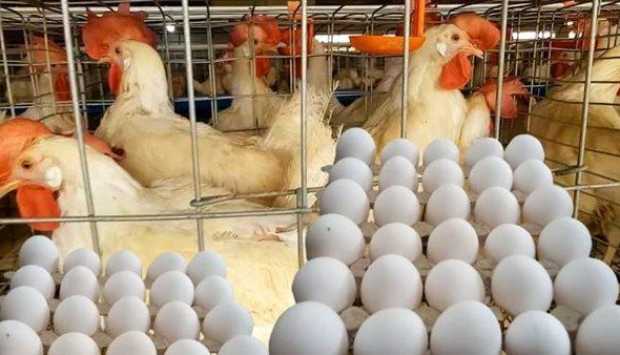 تراجع كبير فى الدواجن والبيض واللحوم البلدى لأدنى مستوى منذ عامين.. ما الأسباب؟ 