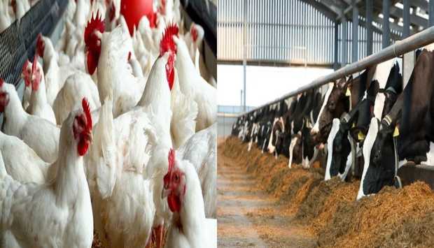 20 توصية.. الزراعة تصدر دليلا لمربي ومنتجي الثروة الحيوانية والداجنة لمواجهة التقلبات الجوية 