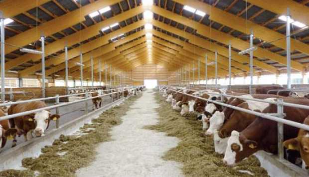 الزراعة: 1350 ندوة و1000 لجنة متابعة لدعم وتنمية استثمارات الثروة الحيوانية خلال 6 أشهر 