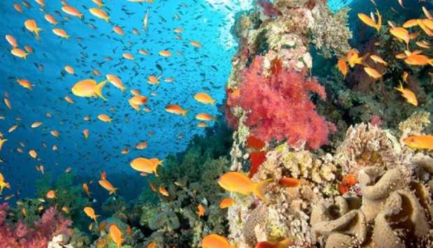 الاقتصاد الأخضر 2025.. انطلاقة مصرية كبرى لتعظيم القيمة المضافة للمحميات الطبيعية 