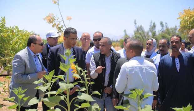الذهب الأخضر في الغردقة.. وضع حجر أساس لزراعة 1000 فدان جديدة من «الجوجوبا» 
