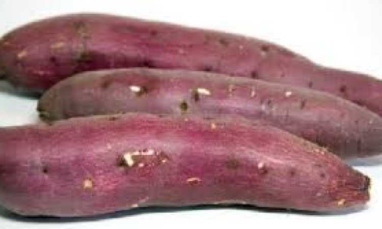 بطاطا 