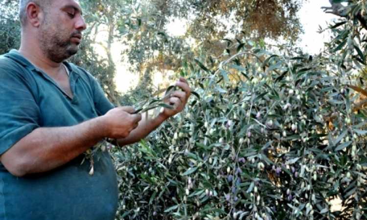 الزراعة في فلسطين