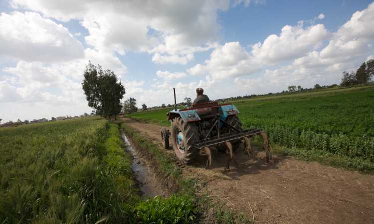 الزراعة فى مصر