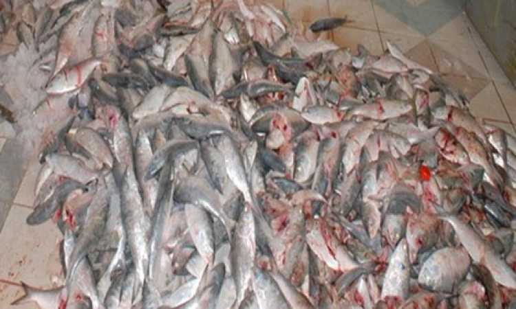 فسيخ فاسد - صورة أرشيفية