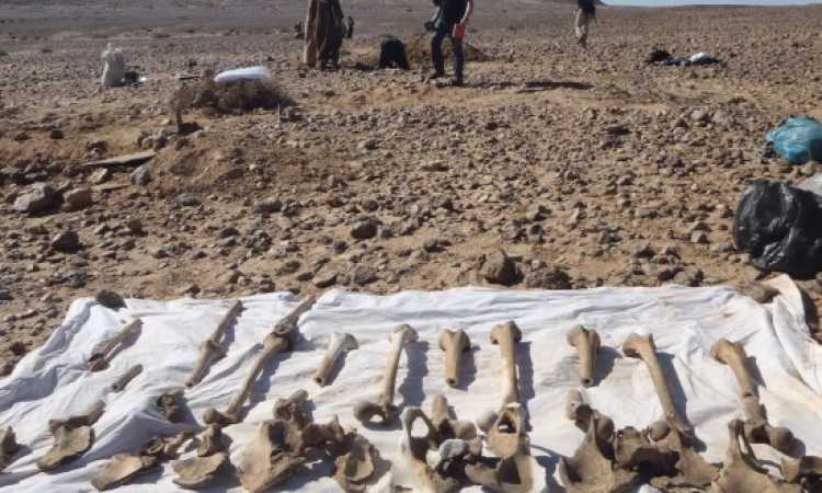 مقابر جماعية - صورة أرشيفية