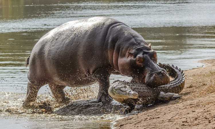 الأعلى حيوان سيد قشطة بالانجليزي