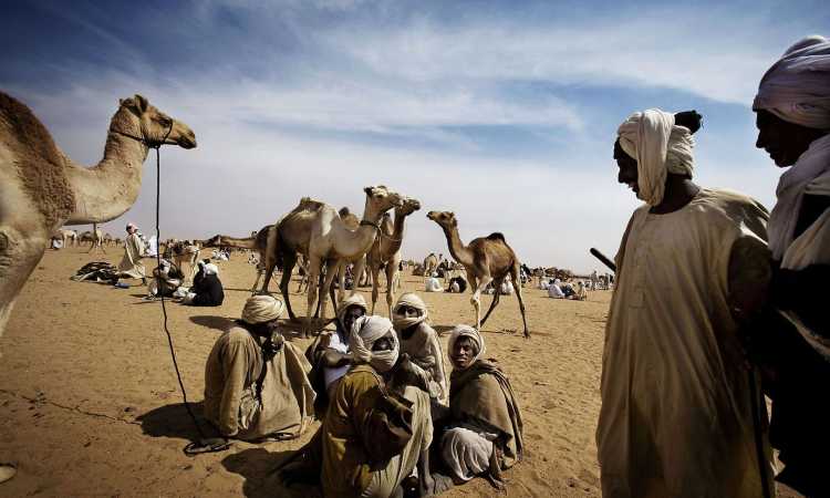 جمال سودانية
