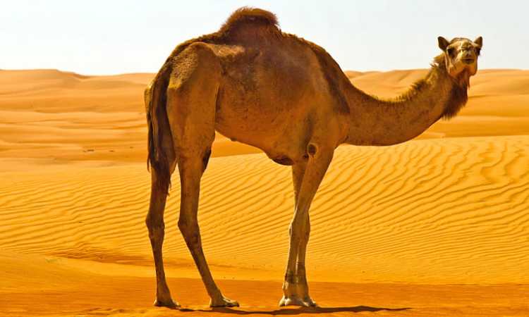 ناقة