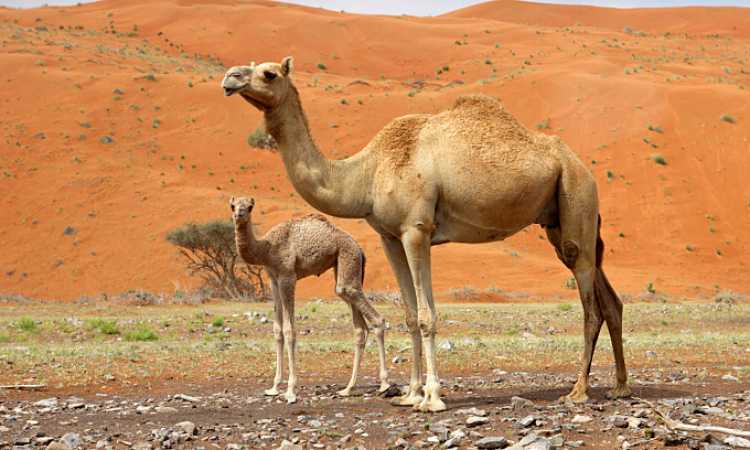 الجمل