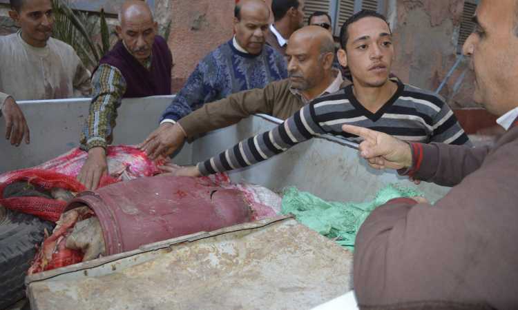 حملة تموينية