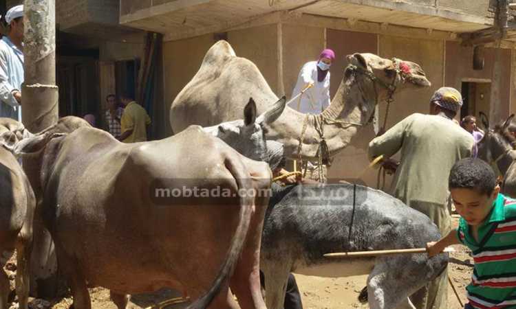 ضبط لحوم ودواجن وأسماك غير صالحة للاستخدام