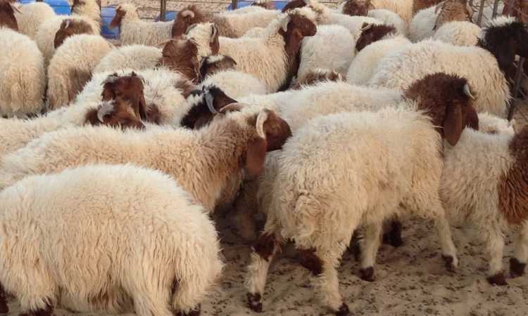 الأضحية - صورة أرشيفية