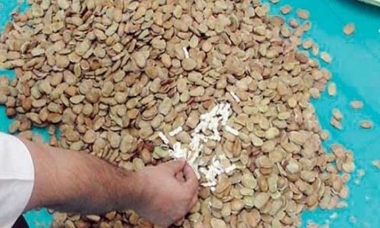 فول يحوى سوس وحشرات -صورة أرشيفة