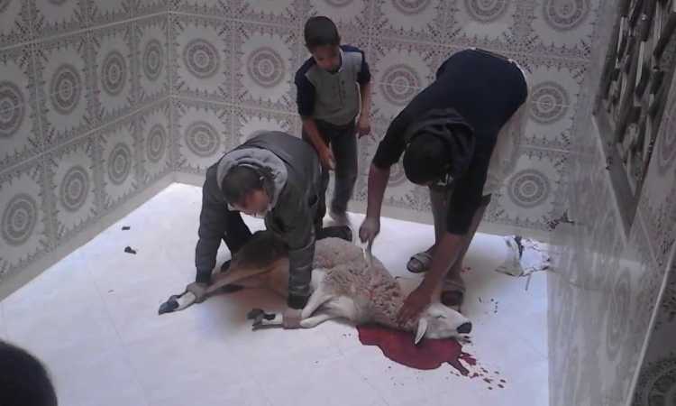 عقيقة.. أرشيف