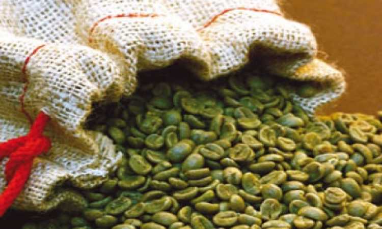 حبوب القهوة الخضراء