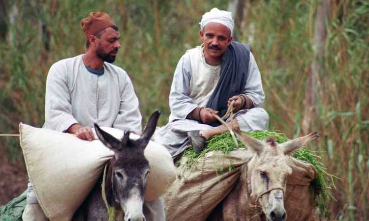 مزارعان - أرشيفية