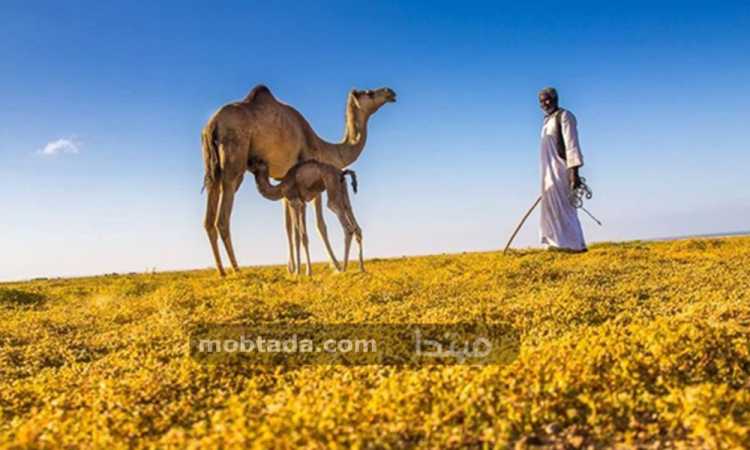 ابناء البشارية والعبابده قاطنو حلايب وشلاتين