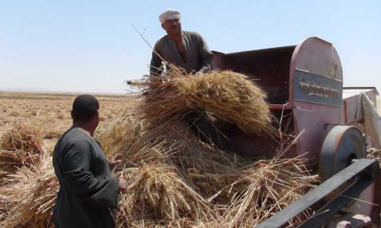 حصاد القمح