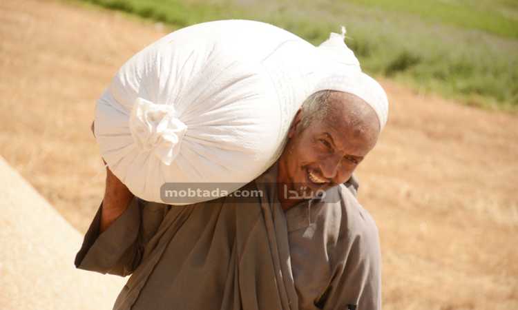 حصاد القمح