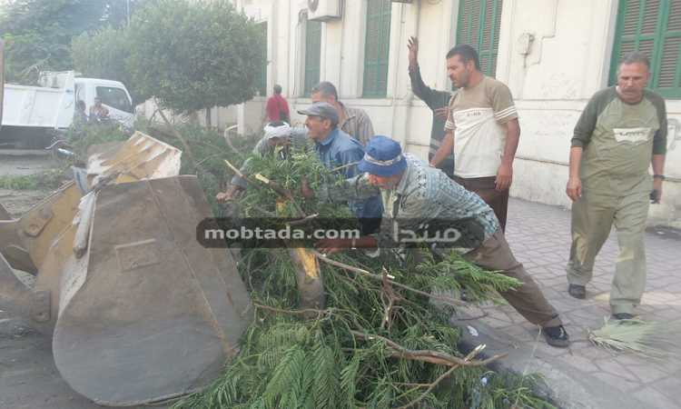 سقوط شجرة