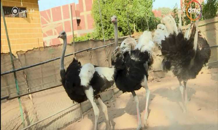 تربية النعام