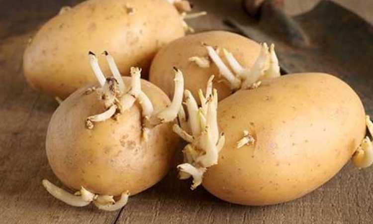ظهور براعم على ثمار البطاطس