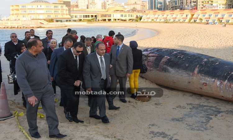 حوت الإسكندرية