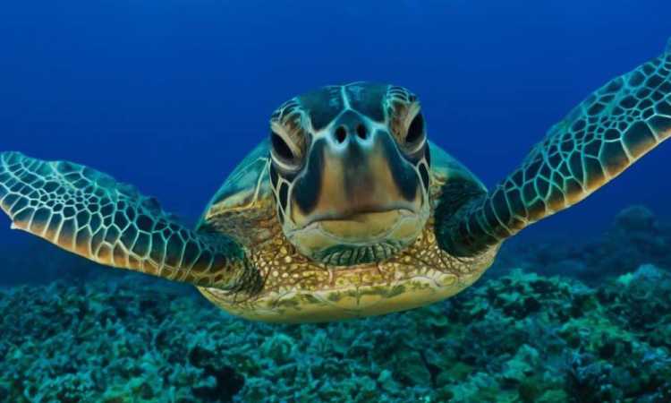 السلاحف البحرية
