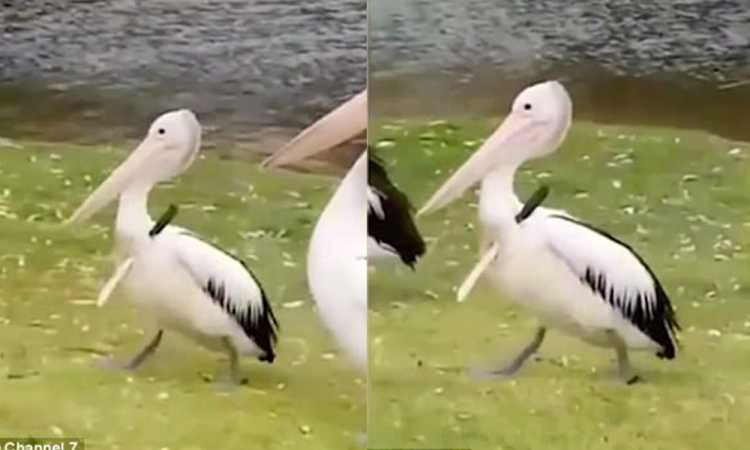 طائر البجع