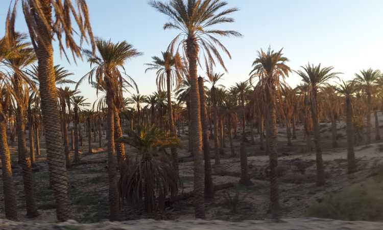 مزرعة نخيل